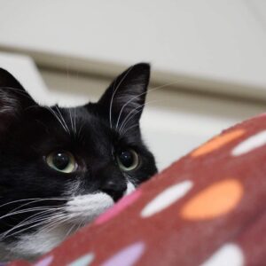 猫の日記でもはじめようかな