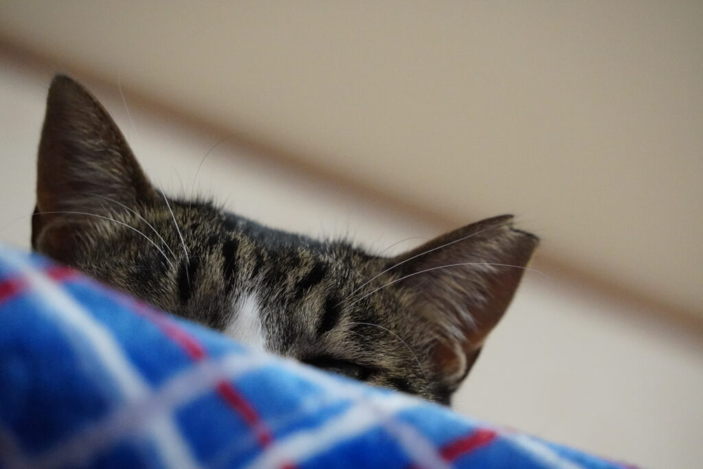 上から目線　ねこ日記